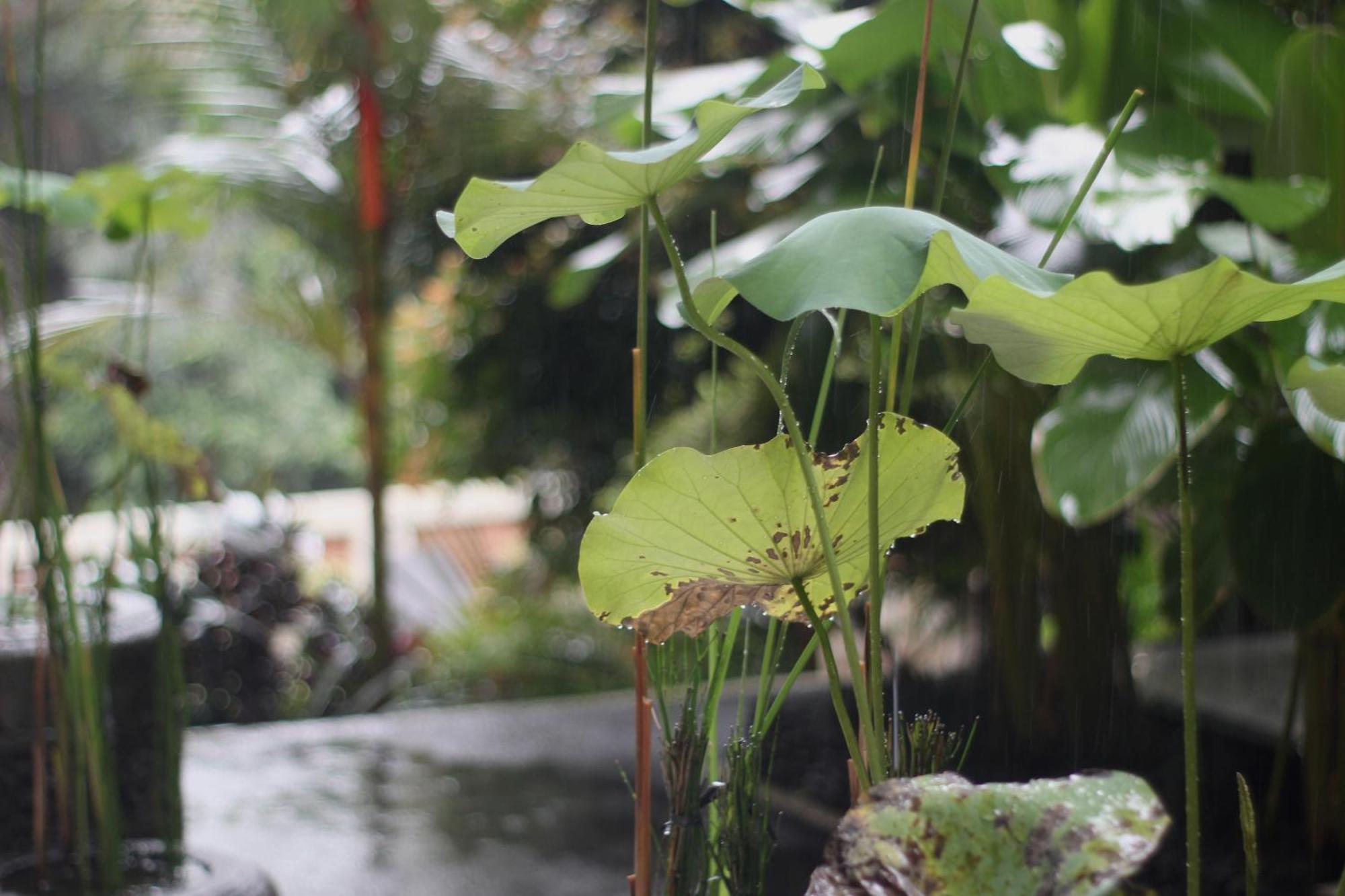 Hanaka Riverside Ubud Экстерьер фото