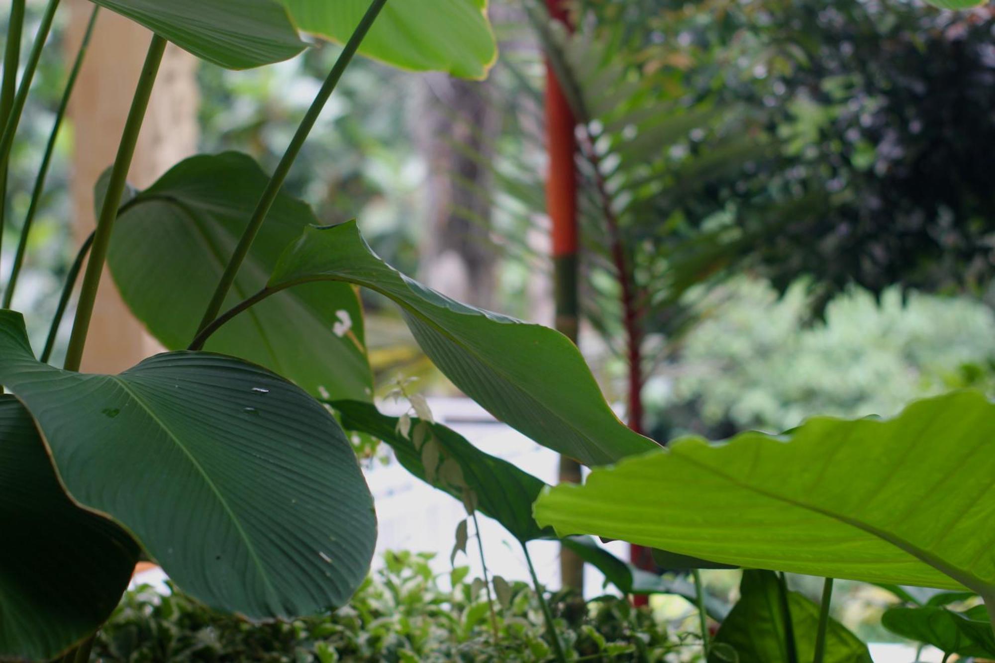 Hanaka Riverside Ubud Экстерьер фото